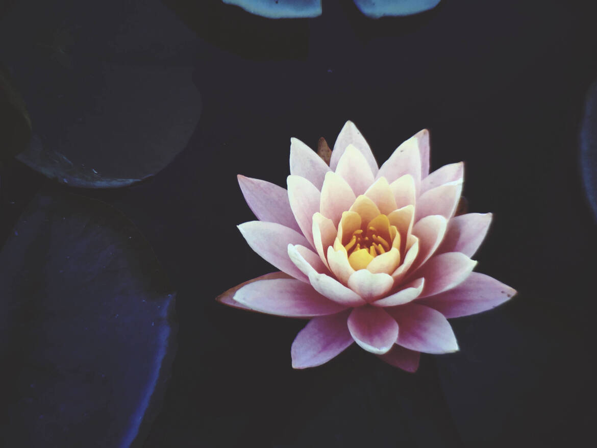 Canva-Pink-Waterlily-Flower-in-Full-Bloom-scaled.jpg